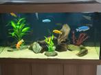 Juwel rio 350, Dieren en Toebehoren, Vissen | Aquaria en Toebehoren, Ophalen, Zo goed als nieuw