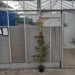 Parrotia persica 'Vannessa' | Perzisch ijzerhout, Tuin en Terras, Planten | Bomen, Bloeit niet, Overige soorten, 100 tot 250 cm