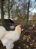 Brahma haan / hanen / verschillende kleurslagen, Dieren en Toebehoren, Pluimvee, Mannelijk, Kip