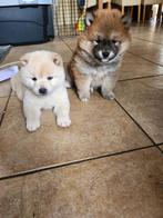 Shiba inu pups, Overige rassen, CDV (hondenziekte), 8 tot 15 weken, Meerdere