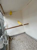 Waterslagers, 100% raszuiver, Dieren en Toebehoren, Vogels | Kanaries, Meerdere dieren