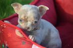 Chihuahua pups direct beschikbaar, Dieren en Toebehoren, Honden | Chihuahua's en Gezelschapshonden, Rabiës (hondsdolheid), 15 weken tot 1 jaar