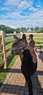 Alpaca met veulen, Dieren en Toebehoren, Overige Dieren, Na 1 juli 2024