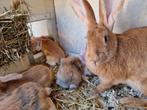 Jonge duitse reus x vlaamsereus konijnen, Dieren en Toebehoren, Konijnen, Meerdere dieren, Groot, 0 tot 2 jaar