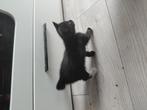 3 kittens te koop 9 weken oud, Dieren en Toebehoren, Katten en Kittens | Overige Katten, Meerdere dieren, Kortharig, 0 tot 2 jaar