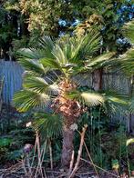 Trachycarpus wagnerianus Wagner palm winterhard tot ‐18°c, In pot, Halfschaduw, Zomer, Ophalen