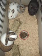 Konijnenen voedster, Dieren en Toebehoren, Konijnen, Vrouwelijk, Dwerg