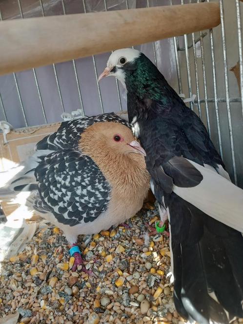 Koppel duiven, Dieren en Toebehoren, Vogels | Duiven, Meerdere dieren