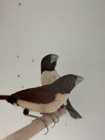 Vijfkleurennon - lonchura quinticolor, Dieren en Toebehoren, Meerdere dieren, Tropenvogel, Geringd