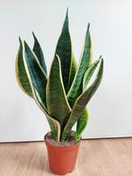 Sansevieria Superba - Vrouwentong / Sanseveria H: 44 cm., Huis en Inrichting, Kamerplanten, Ophalen, Vetplant, Halfschaduw, Minder dan 100 cm