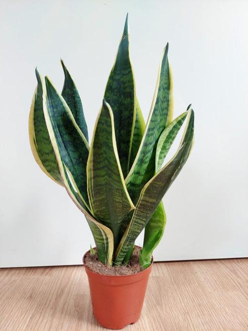 Sansevieria Superba - Vrouwentong / Sanseveria H: 44 cm., Huis en Inrichting, Kamerplanten, Vetplant, Minder dan 100 cm, Groene kamerplant