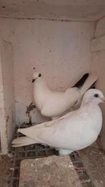 Reisewieners hoogvliegers, Dieren en Toebehoren, Vogels | Duiven, Meerdere dieren, Overige soorten