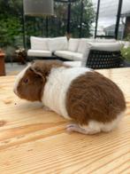 Jonge cavia’s te koop, Dieren en Toebehoren, Knaagdieren, Mei, Meerdere dieren, Cavia