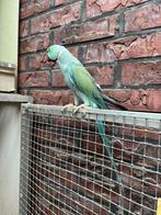 Tam Koppel halsband parkieten, Meerdere dieren, Parkiet, Tam