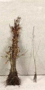 Plantgoed Eik: Zomereik (Quercus robur) Rubra wintereik, Ophalen, Overige soorten