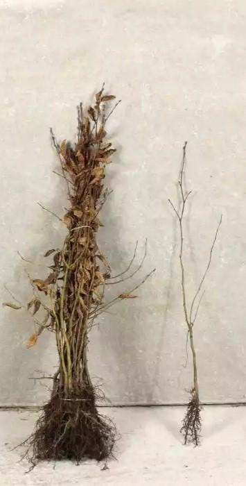 Plantgoed Eik: Zomereik (Quercus robur) Rubra wintereik, Tuin en Terras, Planten | Struiken en Hagen, Overige soorten, Ophalen