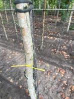 Berken . Elzen 8-10 tot 14-16 cm, Ophalen of Verzenden, Bloeit niet, Volle zon, Overige soorten