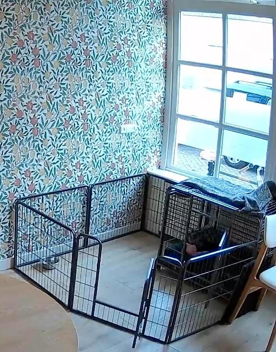 Puppy ren 60cm hoog, Dieren en Toebehoren, Hondenbenches, Zo goed als nieuw, Ophalen