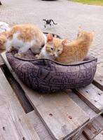 2 rode katertjes, katjes, poezen van boerderij, kittens, Kater, Kortharig, 0 tot 2 jaar