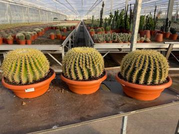 Cactus Echinocactus grusonii var. intermedius hort. 26cm pot beschikbaar voor biedingen