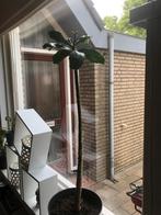 Leuke cactus, Huis en Inrichting, Kamerplanten, Ophalen, Cactus, Volle zon, Minder dan 100 cm