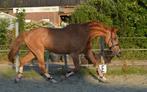 Prachtige veelzijdige merrie van Apache, Dieren en Toebehoren, Paarden, Merrie, Gechipt, M, Dressuurpaard