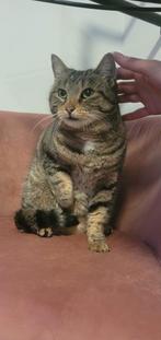 Poes gevonden Oss, Dieren en Toebehoren, Vermiste en Gevonden Dieren, Kat
