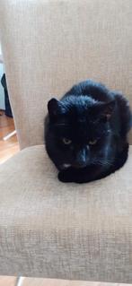 Kater voor adoptie, Kater