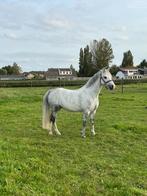 Allround sportpony, Dieren en Toebehoren, Pony's, B, Gechipt, Ruin, Springpony