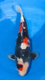 Dainichi Showa Monroe Nisai Female 55 cm, Dieren en Toebehoren, Karper of Koi