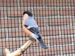 Noordse goudvink goudvinken man mannen, Dieren en Toebehoren, Vogels | Overige Vogels, Mannelijk, Wildzangvogel, Geringd