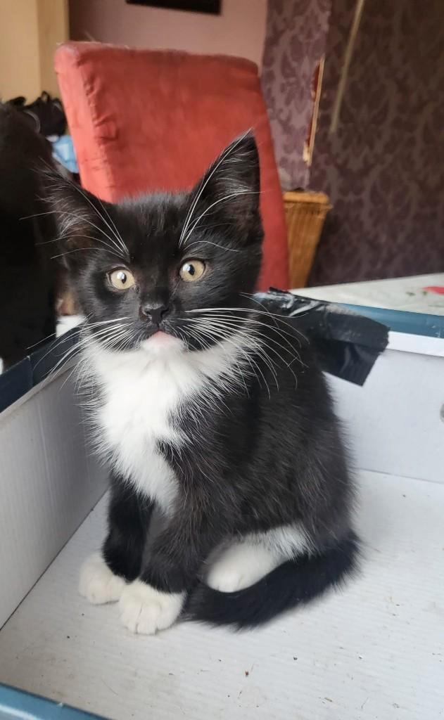 Ras Kittens, Dieren en Toebehoren, Katten en Kittens | Raskatten | Korthaar, Poes, 0 tot 2 jaar, Met stamboom, Ontwormd, Ingeënt