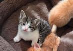 Alles gereserveerd!, Dieren en Toebehoren, Katten en Kittens | Overige Katten, Meerdere dieren