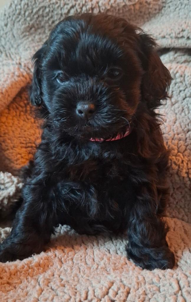 Boompoo - poedel x maltezer - shih tzu pups 💙🩷, Dieren en Toebehoren, Honden | Chihuahua's en Gezelschapshonden, Meerdere dieren