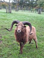Stamboek ouessant dekram, Mannelijk, Schaap
