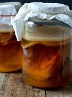 Kombucha scoby starter, Diversen, Levensmiddelen, Ophalen