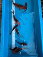 Koi karpers te koop, Dieren en Toebehoren, Vissen | Vijvervissen, Karper of Koi