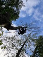 Boom verwijderen ?, Diensten en Vakmensen, Tuinmannen en Stratenmakers
