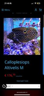 Rifwachter M, Dieren en Toebehoren, Vissen | Aquaria en Toebehoren, Ophalen of Verzenden