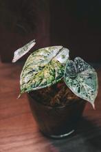 Alocasia Dragon Scale Mint Variegata (4), Overige soorten, Minder dan 100 cm, Groene kamerplant, Halfschaduw