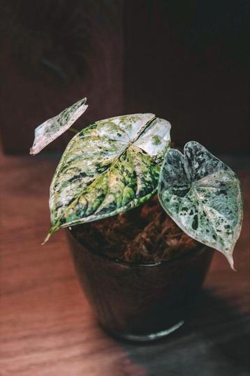Alocasia Dragon Scale Mint Variegata (4) beschikbaar voor biedingen