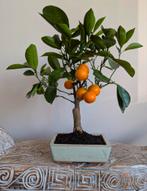 Citrus bonsai, Tuin en Terras, Planten | Bomen, Bloeit niet, Halfschaduw, Minder dan 100 cm, Overige soorten