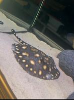 Potamotrygon black diamond hybrid BD, Dieren en Toebehoren, Vis, Zoetwatervis