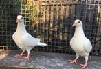 Kleurpostduiven, duiven, witte postduiven, Dieren en Toebehoren, Vogels | Duiven, Meerdere dieren, Postduif