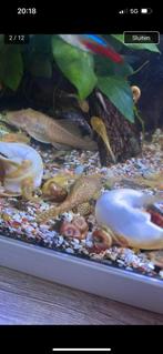BORSTEL ALBINO Baby ALGENETERS  60 stuks €1 per stuk., Dieren en Toebehoren, Vis