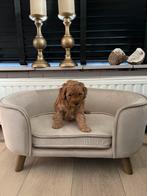 Toy x dwerg poedel pups reutjes abrikoos, Poedel, CDV (hondenziekte), 8 tot 15 weken, Meerdere