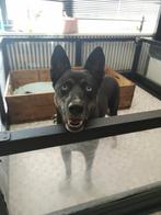 Grote puppyren, Dieren en Toebehoren, Hondenhokken, Ophalen, Hondenkennel, Minder dan 65 cm, 110 cm of meer