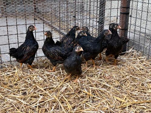 Mooie Barnevelder kriel Dubbelgezoomd hennen, Dieren en Toebehoren, Pluimvee, Kip, Vrouwelijk