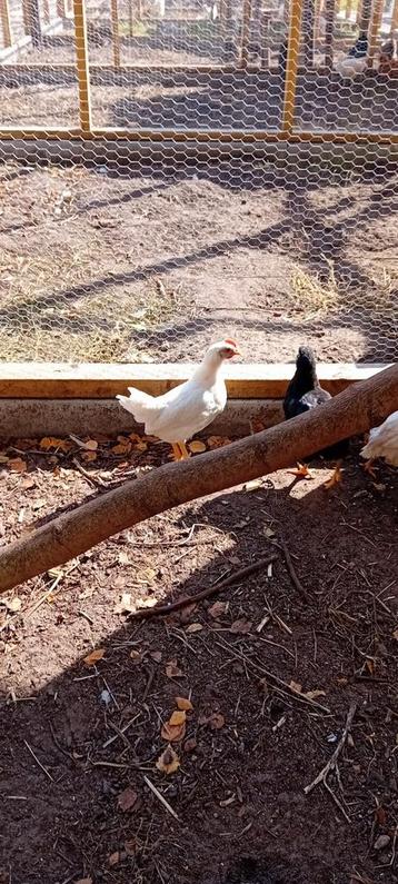 Mooie witte leghorn hanen! beschikbaar voor biedingen