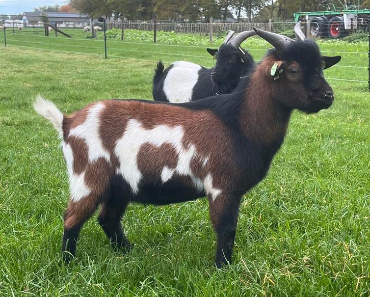 Mooie dwergbok te huur, Dieren en Toebehoren, Schapen, Geiten en Varkens, Geit, Mannelijk